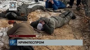 Дрова, недорого: бригаду "черных" лесорубов обезвредила полиция у Екатеринославки, ущерб 25 млн