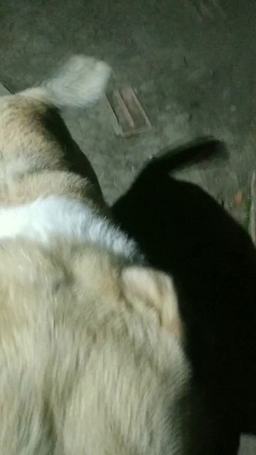 #питомцы#собака#кот#