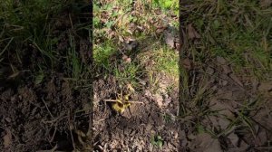 ЗЕМЛЯНЫЕ СВЕЧИ из воска программные для работы с РОДом