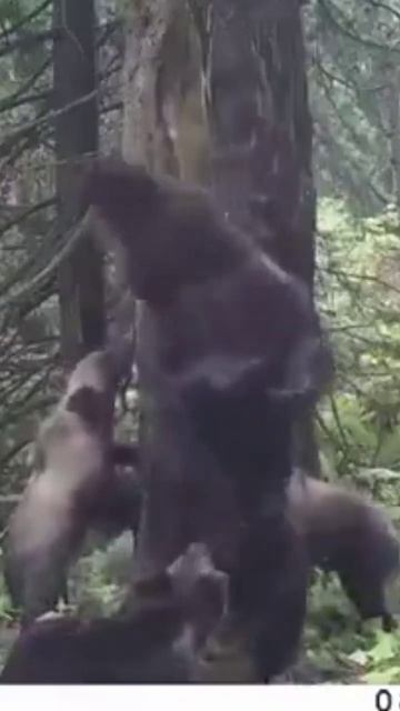 The Bear Dances On Saturday #animal #nature #bears #dance