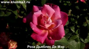 Мой ТОП роз, которые ВСЕГДА вызывают: «Вау! А что это за сорт?!»