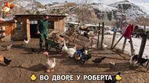 Содержание кур в домашних условиях и других птиц во дворе у Роберта 🐣🐤🦆🐔🪿🦃 (447)