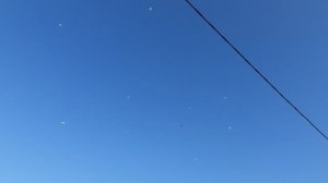 19.03.26 г. Андижанская порода голубей (2)