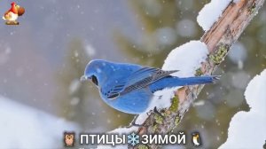 Птицы зимой в лесу 🐦_⬛🦉 🦤 видео для отдыха душой 🦅🌲(26)