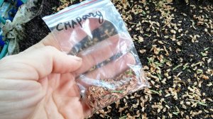 Туя из Семян | Как Сажать Сеять Семена Туи | Максимов Авито