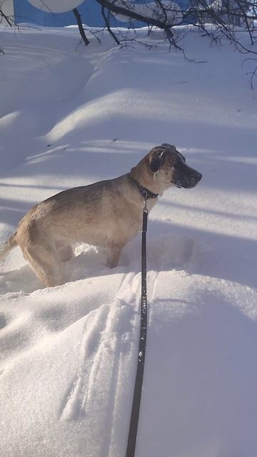 Что откопала собака?