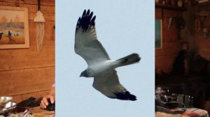 Лекция по орнитологии, тема 3 - фотосъемка