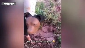 КОТАЛИЗАЦИЯ!_ПРИКОЛЫ_ПРО_КОТОВ😼