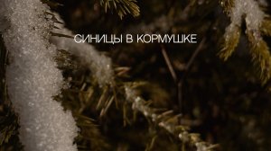 Синицы в кормушке