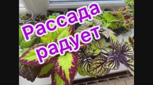 Рассада радует на окне 19.03.26