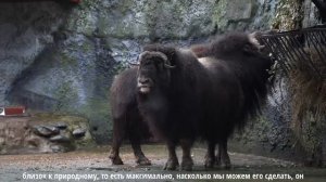 Прибытие ещё одной группы овцебыков в Московский зоопарк. Как они освоились на новом месте.