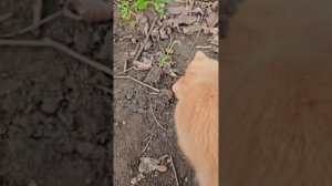 Огородники, нужен ваш совет!