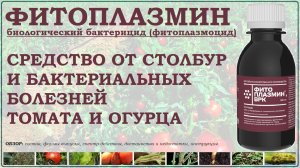 Фитоплазмин – уникальное биологическое средство от столбур томата и бактериальных болезней. Обзор