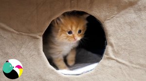 Котята растут беззаботными