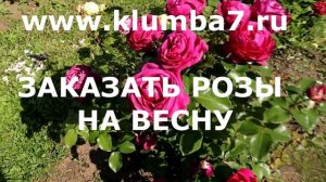 Розы, сорта НОВИНКИ, селекция 2020 года, Роза Фюр Элизе и роза Амороза!