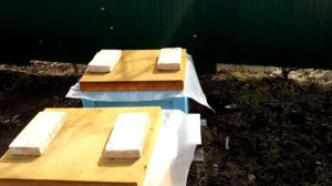 Любите пчел!!!