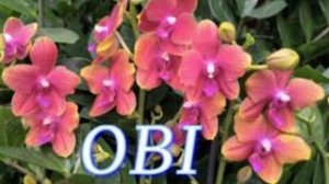 №1181/ СВЕЖИЕ, красивые ОРХИДЕИ по АКЦИИ в OBI.( ДОМ Лента)