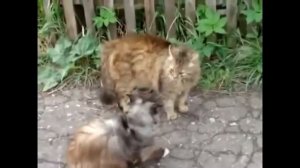 КОТЫ_ДЕРУТСЯ!🙀_БЕШЕНЫЕ_ДРАКИ_КОТОВ😈_СУМАШЕДШИЕ_РАЗБОРКИ_ЖИВОТНЫХ🤕