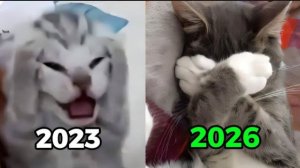 ПОПУЛЯРНЫЕ КОТИКИ ТОГДА И СЕЙЧАС МЕМНЫЕ КОШЕЧКИ СРАВНИВАЕМ ВЗРОСЛЕНИЕ КОТИКОВ ПОПУЛЯРНЫЕ МЕМЧИКИ