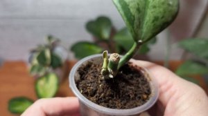 Мои сердечки хойи Керри.!