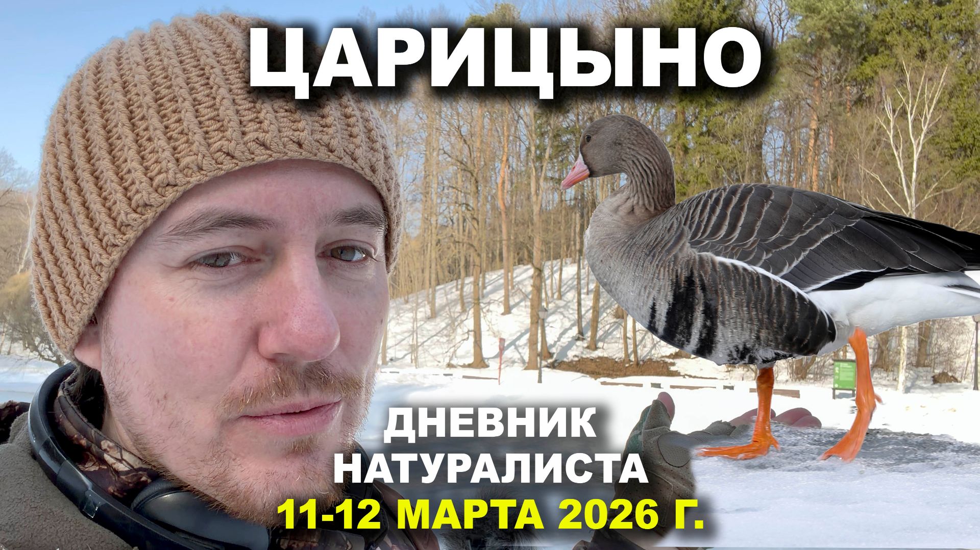 Дневник натуралиста. Царицыно. 11-12 марта 2026 г.