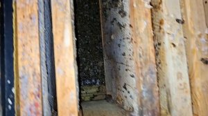 Приготовление белковой подкормки, разбор погибших пчелосемей. 19 марта 2026 года.