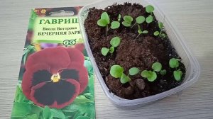 Виола Виттрока выращивание из семян для цветения в первый год