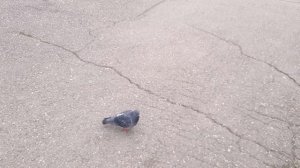 Город Лермонтов. Сквер Солнечный 18.03.2026 Часть 2