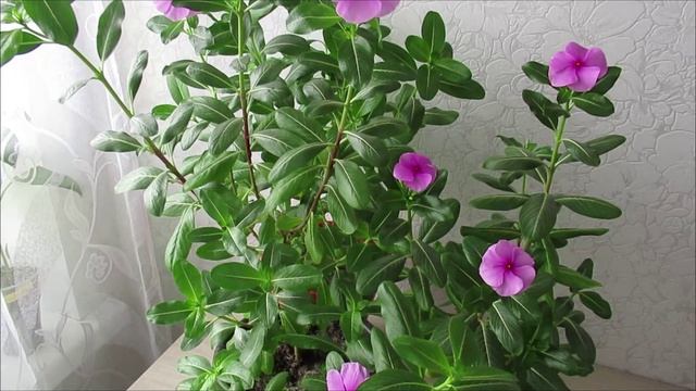 Цветок катарантус выращивание для дома и цветника