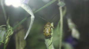 ИНСЕКТАРИЙ: 441. Cryptocephalus octomaculatus