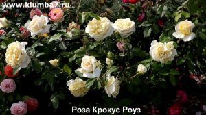 Розы - идеальный выбор для северных регионов! www.klumba7.ru  -купить розы