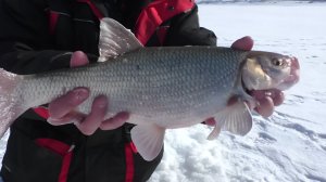 Ловля ЯЗЯ на комбайны в марте.