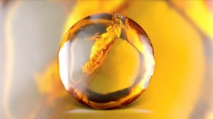 Тайны 6 континентов: Откуда берётся янтарь? ✨ Шоу для детей С добрым утром, малыши! (2023) №36040