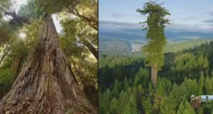 ....Интересные факты про Лес .....