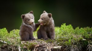 ТАЙГА. Медвежата ВЫШЛИ к леснику из чащи. Когда он понял ПОЧЕМУ — сердце СЖАЛОСЬ