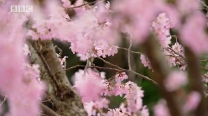 Speakout 3rd A2 4D This world | Sakura time / SO3 A2 U4 BBC Programmes