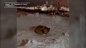 КАЙЕРКАН НА КАРАНТИНЕ