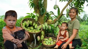 Мама поневоле. Дуонг. Собираю урожай сладкого манго для продажи. Готовлю корм для свиней. Серия 94