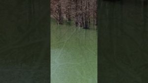 Тропа от ЖК Кипарис до Кипарисового озера Сукко 18 Марта 2026 года