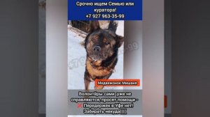 Большой Невозвратный Медвежонок Миша  В ОТЛОВЕ..Он никому больше не нужен...
⚡СРОЧНО ИЩУТ Мише СЕМЬЮ