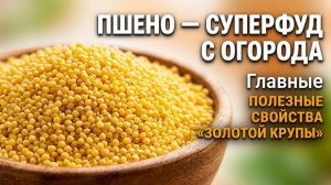 Пшено - суперфуд с огорода: главные полезные свойства «золотой крупы»