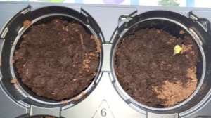 Огурцы 🥒 корнишоны