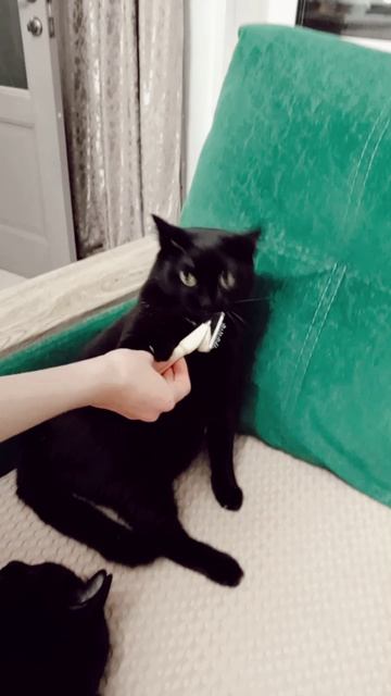 Макса и Симбу причесывают