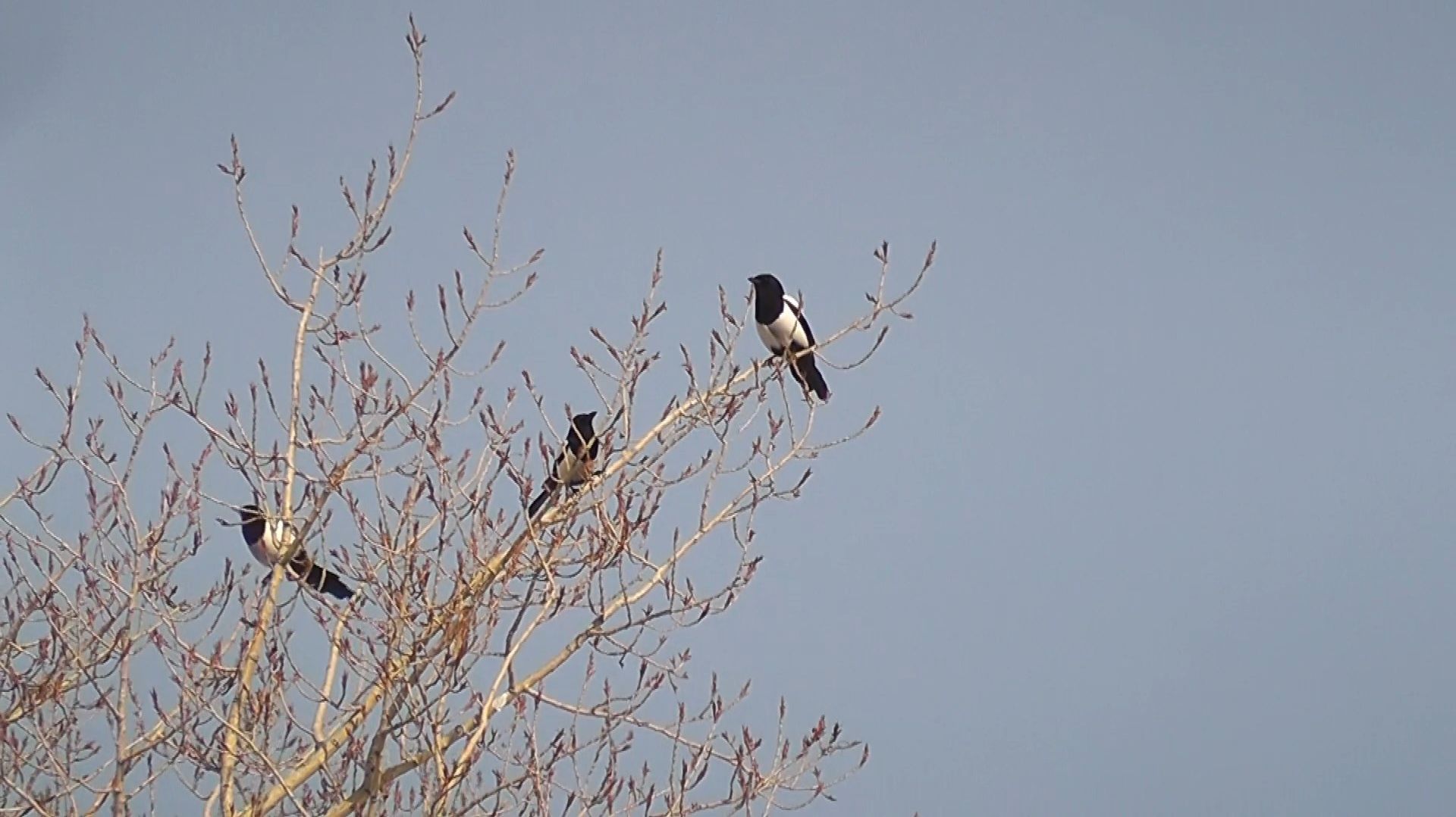 Сороки.Пора по парам.