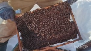 Почему гибнут пчёлы на даче? Выясняем причины