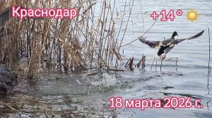 Краснодар - Парк стадиона "Кубань" - 18 марта 2026 г.