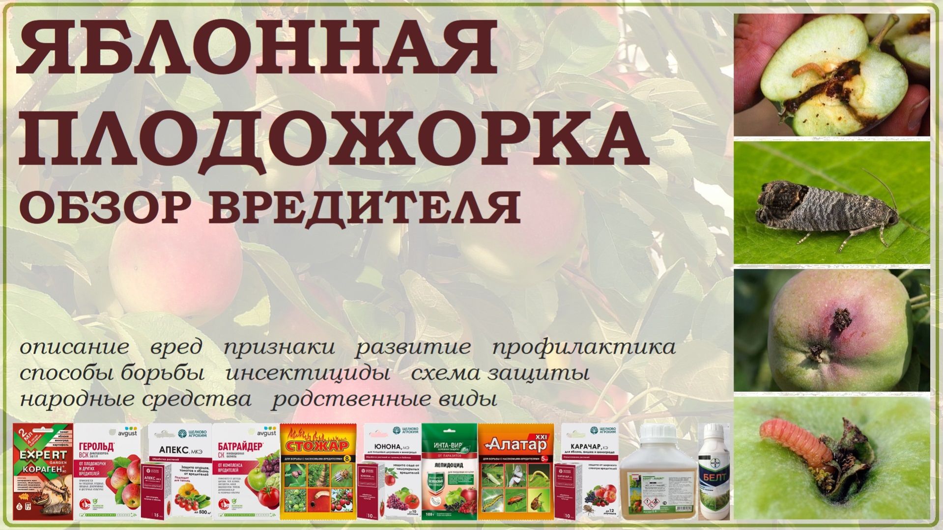 Яблонная плодожорка - самый распространённый и заметный вредитель яблони и груши. Описание и борьба