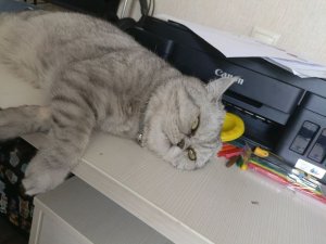 стримас от школы до дома