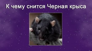К чему снится Черная крыса - толкование сна