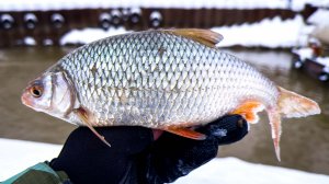 ЭТО НЕ РЫБА — ЭТО БАТОН! 👉🥖 ЛУПИТ ТАК что СПИННИНГ ТРЕЩИТ 🔥 РЫБАЛКА на МОРМЫШКУ